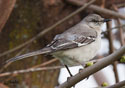 Mimus polyglottos